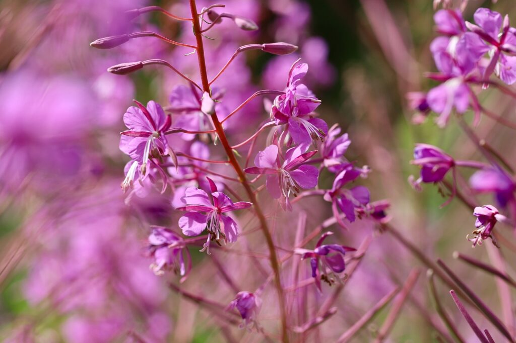 epilobium, wood willowherb, epilobium angustifolium-7318655.jpg